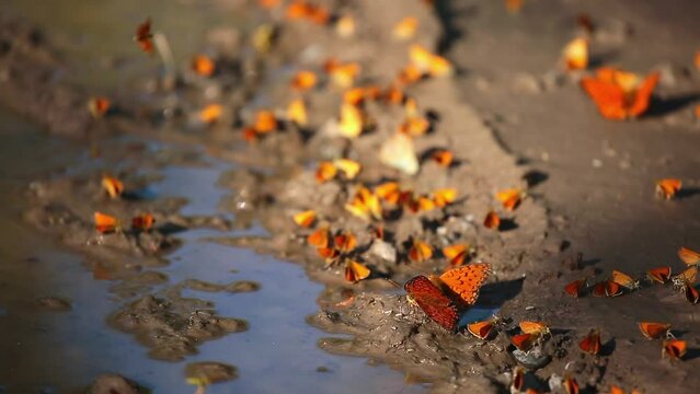 Many butterflies sit on the shore of a pond, drinking water. Orange butterflies in a large cluster.