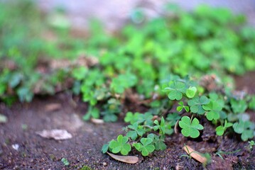 clover