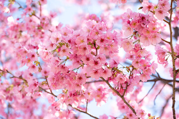 Obraz premium Closed up background of pink color flower sakura (cherry) blossom