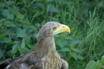 portrait of an eagle