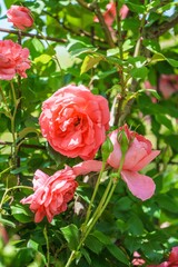 薔薇が咲き乱れる