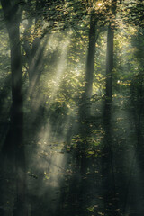 Obraz premium Dappled patterns of sunlight filtering through the canopy of a forest, with the interplay of light and shadow creating a mesmerizing minimalist composition