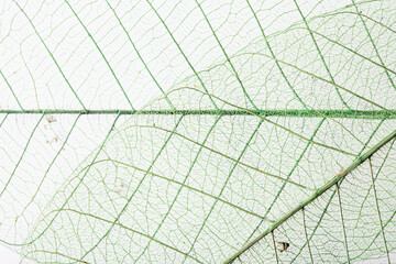 green leaf background