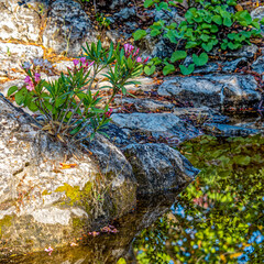 Rocks and a purple oleander are reflected on the calm surface of a small pond. A peaceful, refreshing moment in the forest.
