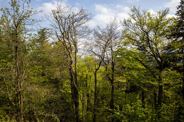 Spring tree landscape in mountain park