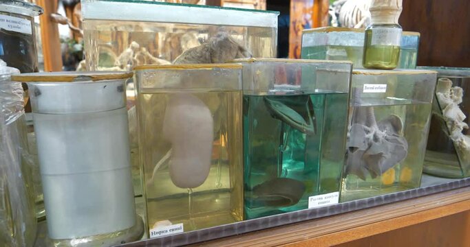 Animals internal organs. Animals internals in glass jars with formaldehyde for medical research, among which pig kidney, horny hoof capsule and dog lungs