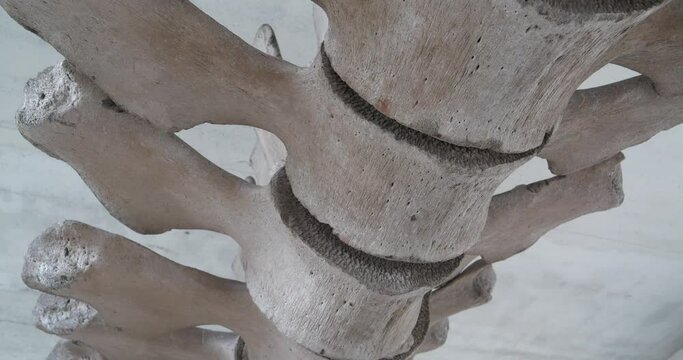 Huge grey skeleton of big blue whale. Whale spine. Real whale bones. Balaenoptera musculus