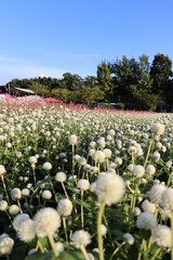 field of flowers