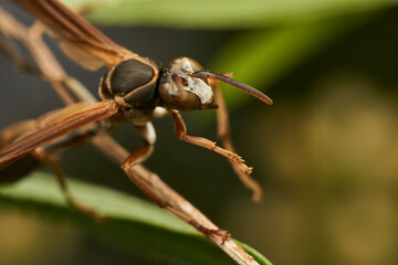A wasp perched on a green branch