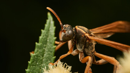 A wasp perched on a green leaf