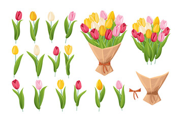 Various types of tulips in different colors. Bouquet of tulips. Vector illustration.