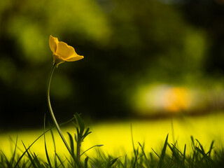 Single yellow buttercup wild flowers on green grass lawn background 