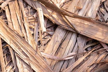 Remains of dry leaves and bark from eucalyptus trees as image background. Textured effect.