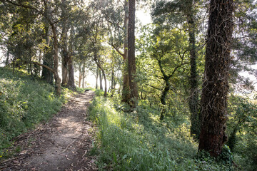 Obraz premium Green natural landscape with large trees, mostly eucalyptus, within the city of Matosinhos, Portugal in broad daylight. Natural refuge in urban areas.