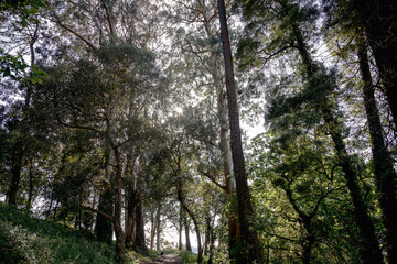 Green natural landscape with large trees, mostly eucalyptus, within the city of Matosinhos, Portugal in broad daylight. Natural refuge in urban areas.