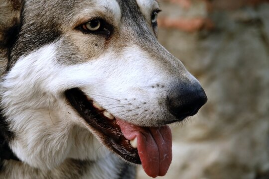Photo close-up portrait of the muzzle of a Czechoslovakian wolf dog