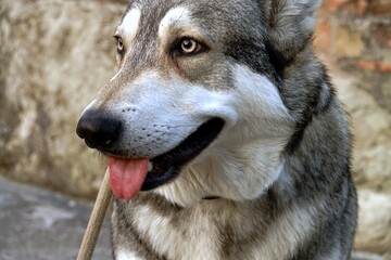 Photo close-up portrait of the muzzle of a Czechoslovakian wolf dog