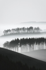 A minimalist landscape photograph capturing the layered patterns of trees receding into the distance on a foggy morning, with their soft silhouettes and muted tones.