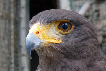 The hawk observes the photographer with its excellent eyesight