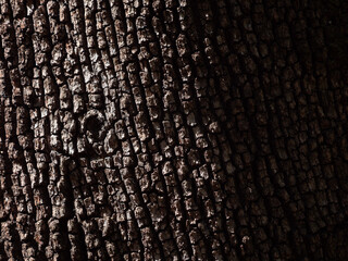 la texture della corteccia di un grosso albero
