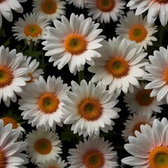 Fototapeta premium Default_De_belles_marguerites_blanches_sur_fond_noir_avec_des_3.jpg