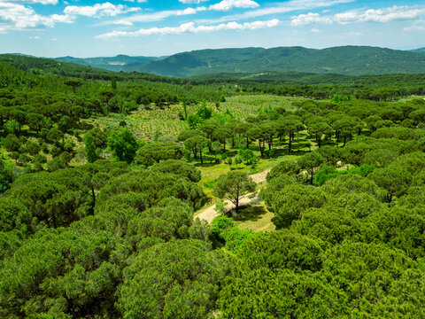 Ida Mountain National Park in Bergama, Izmir - Turkey. Deep Forest Area.