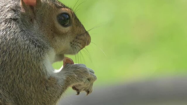 Grey Squirrel (Sciurus carolinensis) eating peanuts on a bird garden table. May, Kent, UK. 