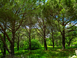Obraz premium Ida Mountain National Park in Bergama, Izmir - Turkey. Deep Forest Area.
