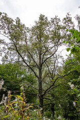 Old big tree in the forest. Green foliage of the forest.
