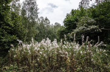 Flowering grass in the meadow in the forest in summer