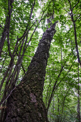 Obraz premium tree in the forest with green leaves and branches in summer. russia