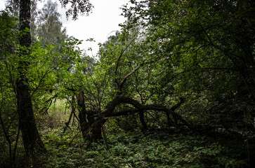 Fototapeta premium summer forest in heavy rain with dark green foliage and tree trunks