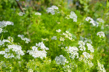 flora of coriander flowers in the grass