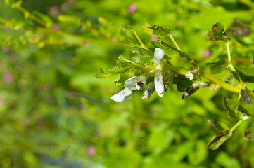 white flowers in the garden