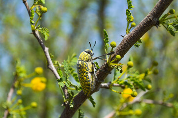 Beautiful animal on babul tree leave branch, wild insect julodis summer