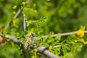 Asian jewel beetles on a tree