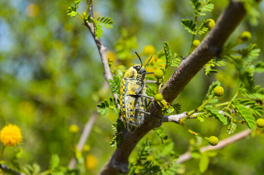 close up of colorful julodis jewel beetles on a leaf wild animal