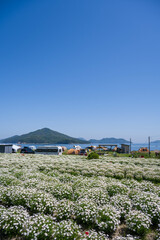 香川県三豊市の荘内半島のお花畑の風景