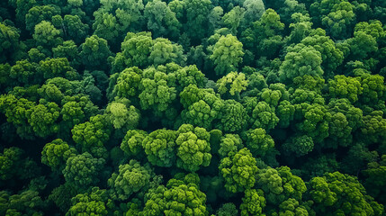 Naklejka premium Aerial view of dense, lush forest with intricate patterns of trees and clearings