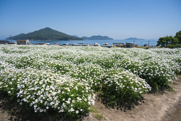 香川県三豊市の荘内半島のお花畑の風景