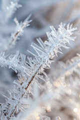 Closeup view of the patterns of frost on blades of grass, with their icy crystals and intricate textures creating a mesmerizing composition