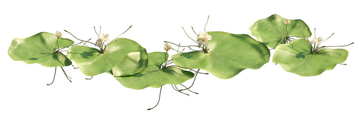 lotus leaves isolated