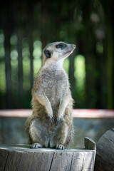 meerkat, zoo, animal, nature