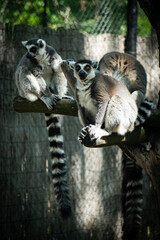 Naklejka premium animal, zoo, nature, long tail, lemur, madagascar