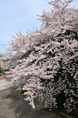 This park, located almost in the center of Takaoka city, is the ruins of Takaoka Castle, which was...