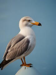 A Seagull bird is sitting on a blue background. AI generated image