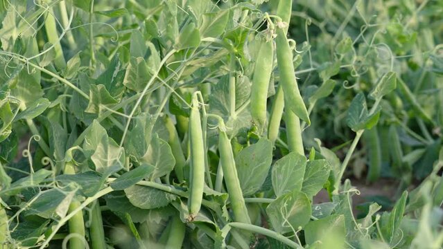 green pea pods on a pea plants in a garden. Growing peas outdoors