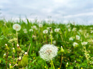 草むらに咲くタンポポの綿毛