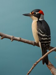 A Woodpecker bird is sitting on a blue background. AI generated image