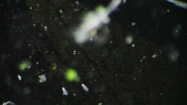 High magnification reveals the dynamic life of bacteria and germs within a natural water droplet, including swimming paramecia and spirulina.